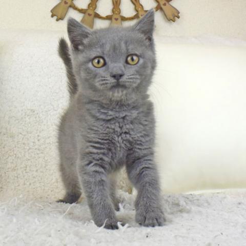 ブリティッシュショートヘア