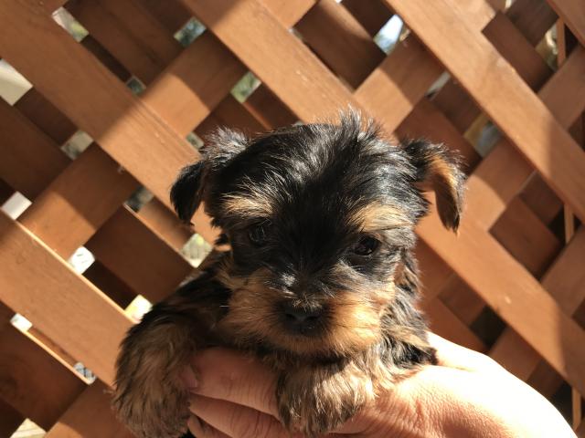 ヨークシャーテリア