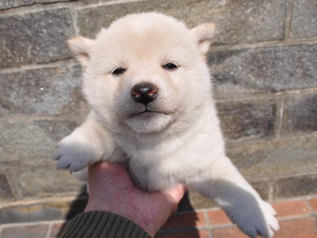 柴犬