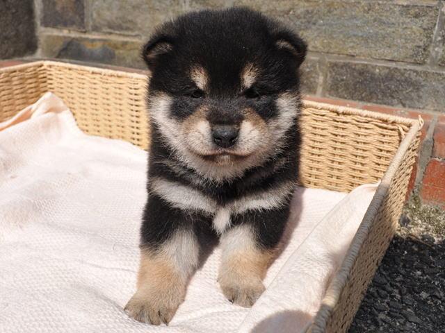 柴犬