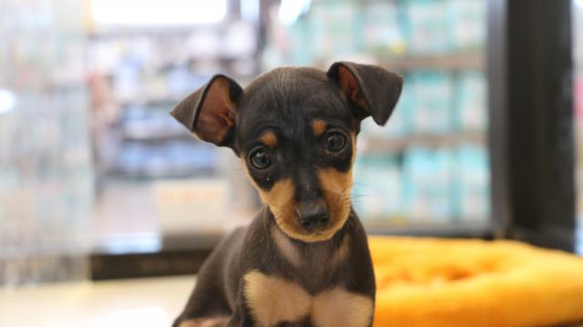 ミニチュアピンシャー