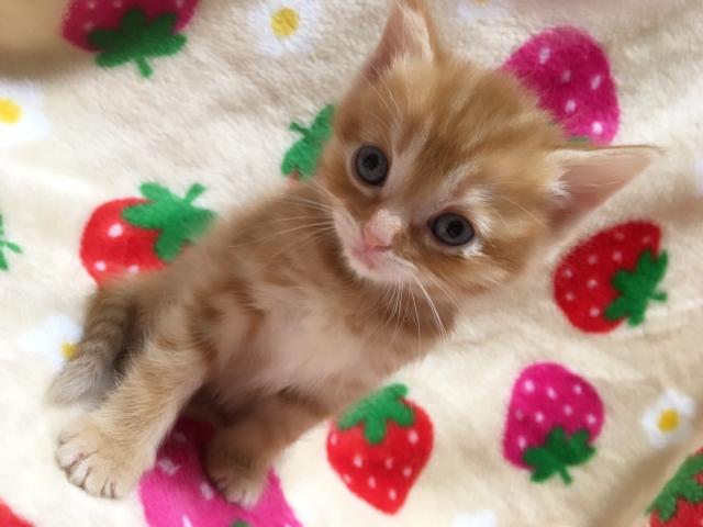 マンチカン(足長)