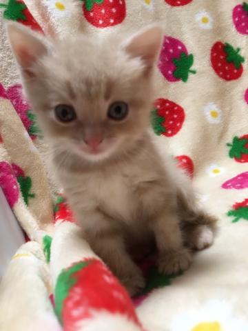 マンチカン(足長)