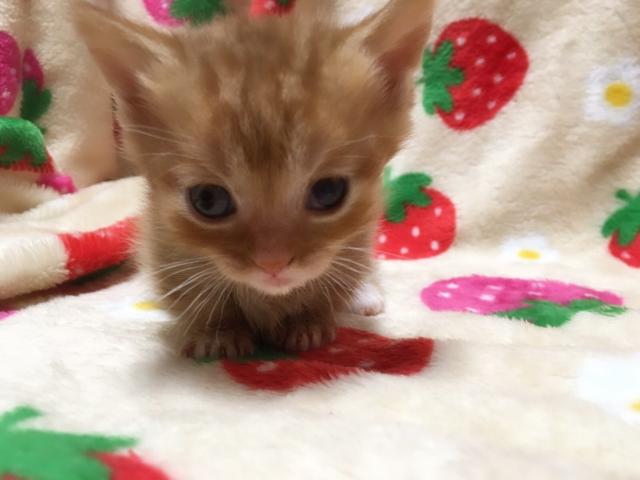 マンチカン(短足)