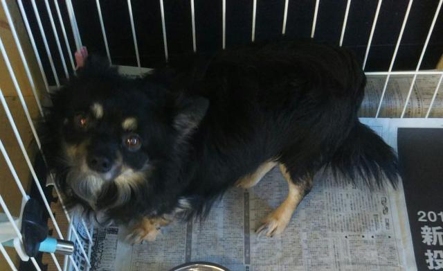 チワワ（ロングコート）