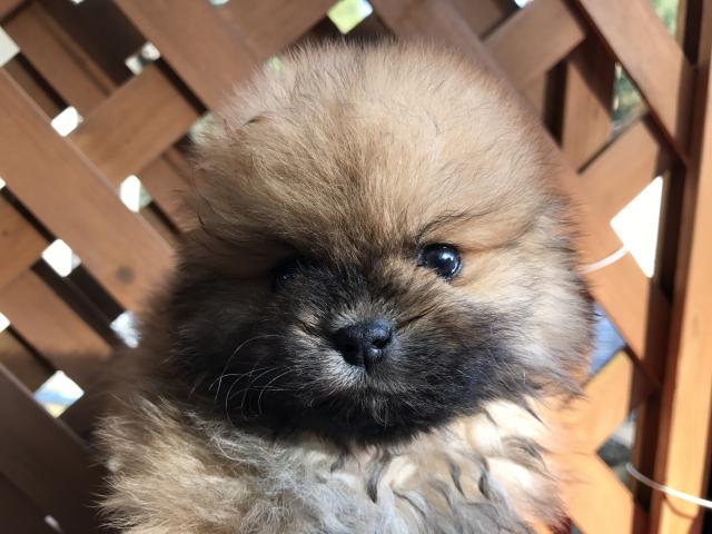 ポメラニアン