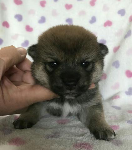 柴犬