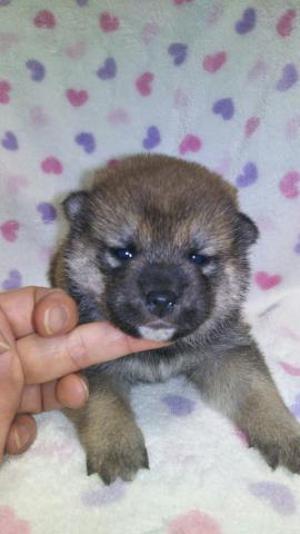 柴犬
