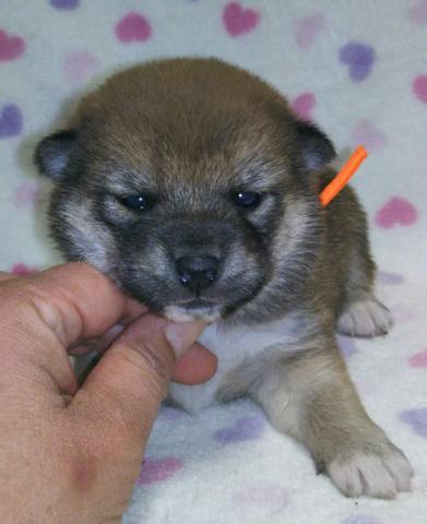 柴犬