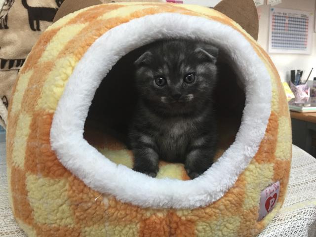 スコティッシュフォールド