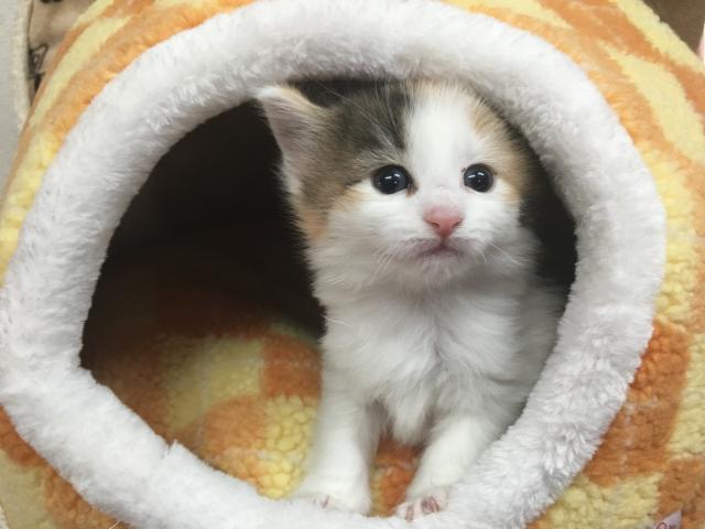 ノルウェージャンフォレストキャット