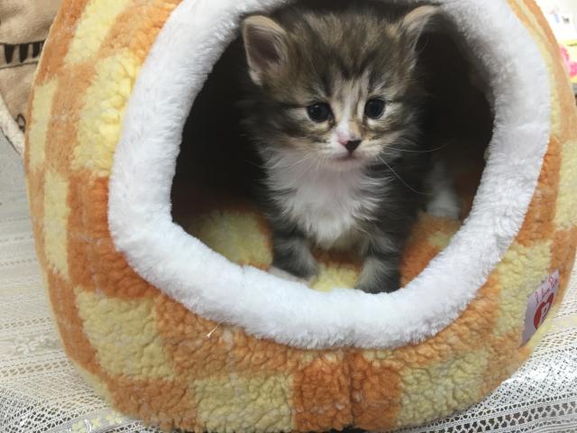 ノルウェージャンフォレストキャット