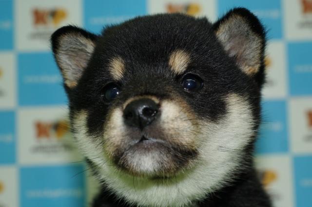 柴犬(17087)