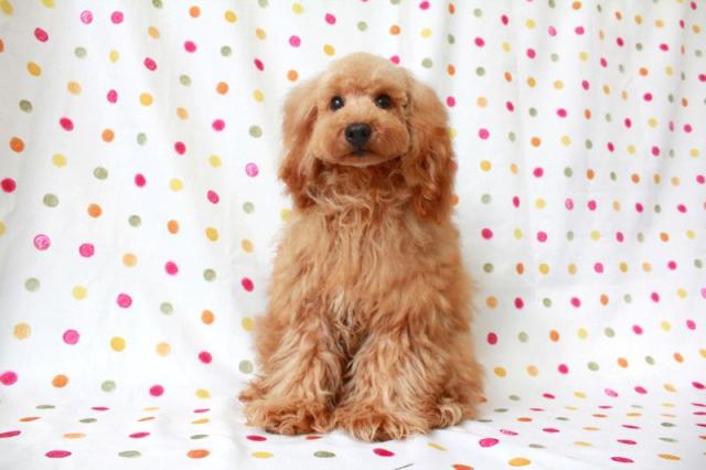 トイプードル
