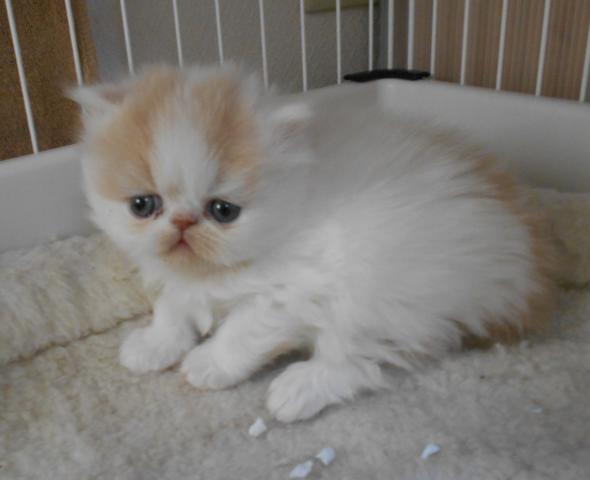 エキゾチックショートヘアー