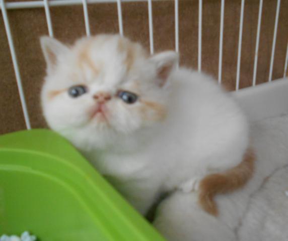 エキゾチックショートヘアー