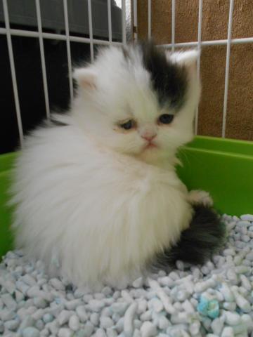 エキゾチックロングヘアー