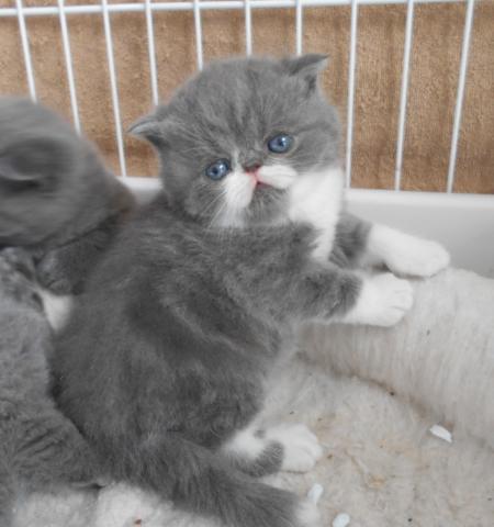 エキゾチックショートヘアー