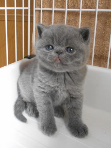 エキゾチックショートヘアー