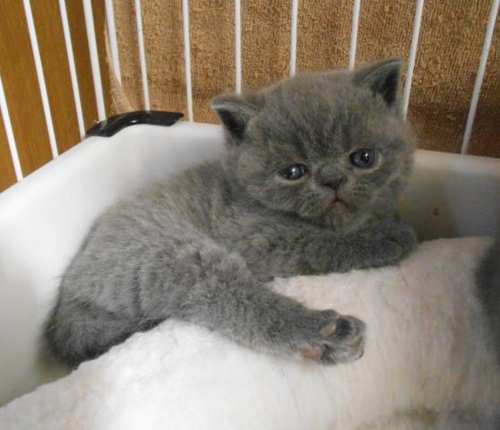 エキゾチックショートヘアー