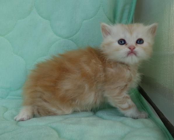 マンチカン足長、ロングヘアー