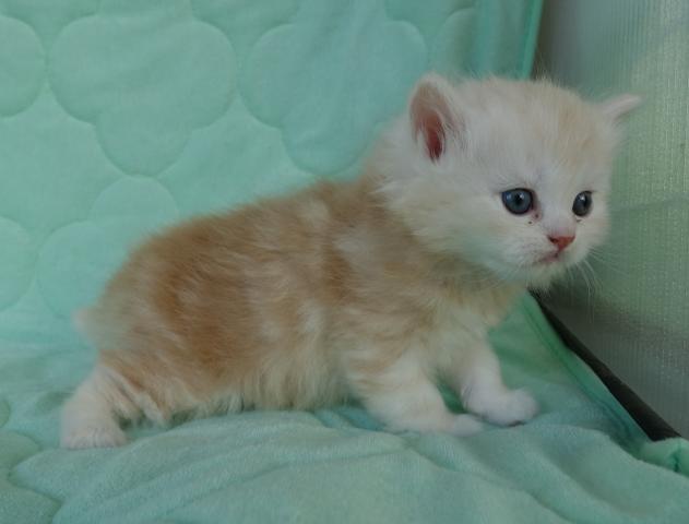 マンチカン足長、ロングヘアー