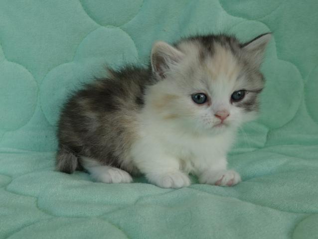 マンチカンロングヘアー