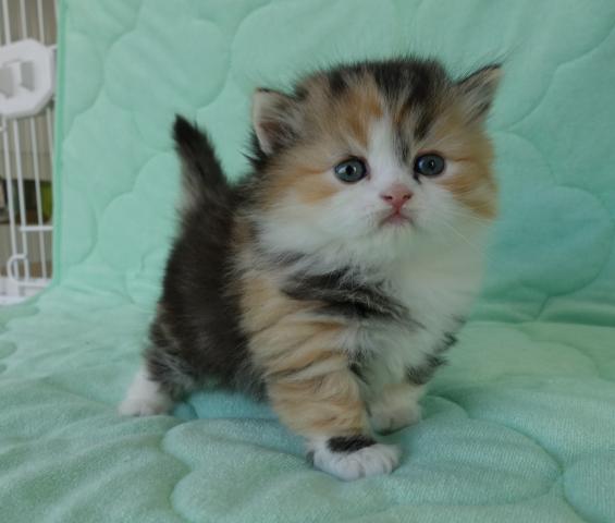 マンチカンロングヘアー