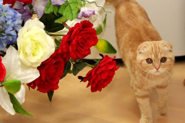 スコティッシュフォールド