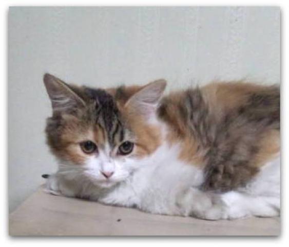 マンチカン短足　ロング