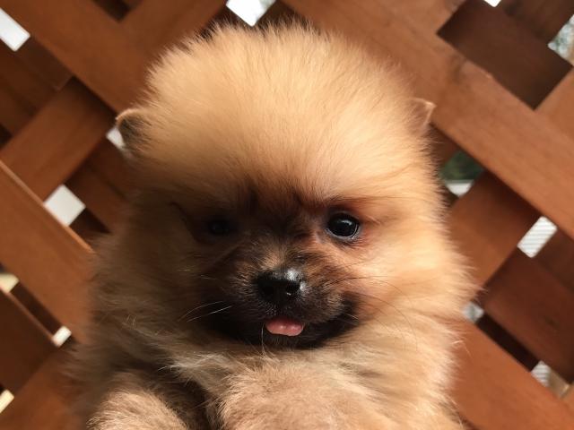 ポメラニアン