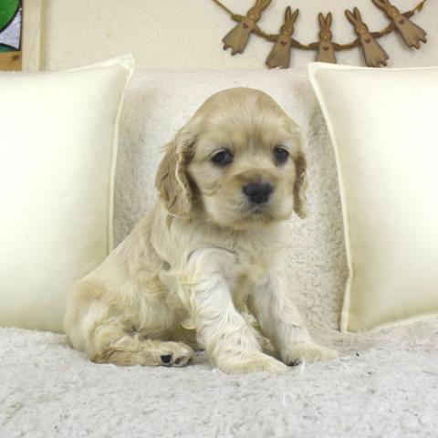 アメリカンコッカースパニエル