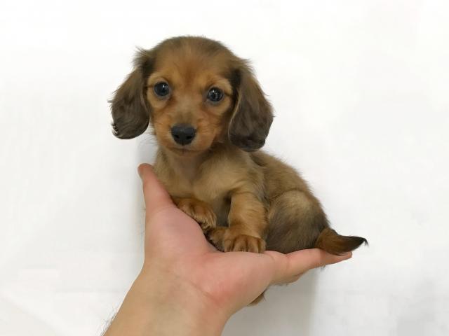 ミニチュアダックスフンド