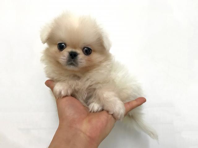 ペキニーズ
