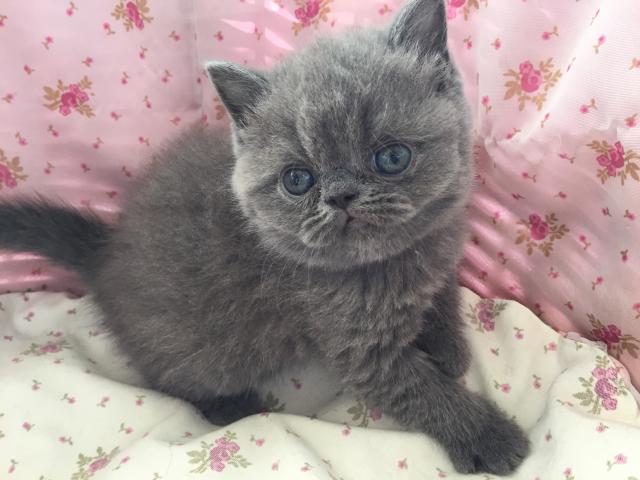 エキゾチックショートヘアー