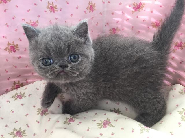 エキゾチックショートヘアー