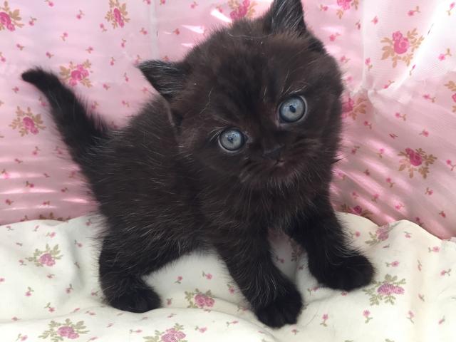 エキゾチックショートヘアー