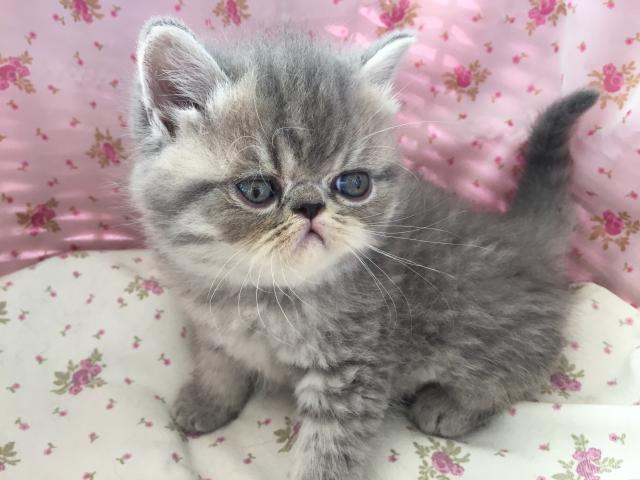 エキゾチックショートヘアー