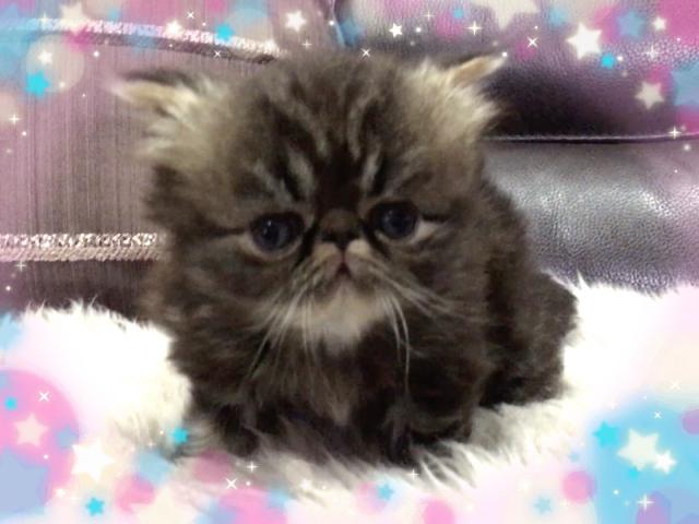 エキゾチックショートヘアー