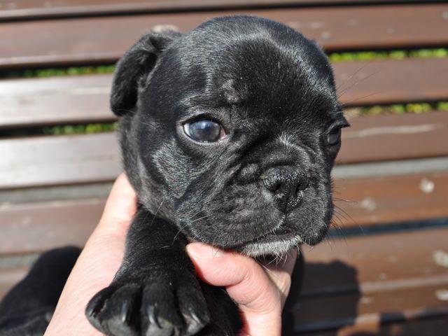 フレンチブルドッグ