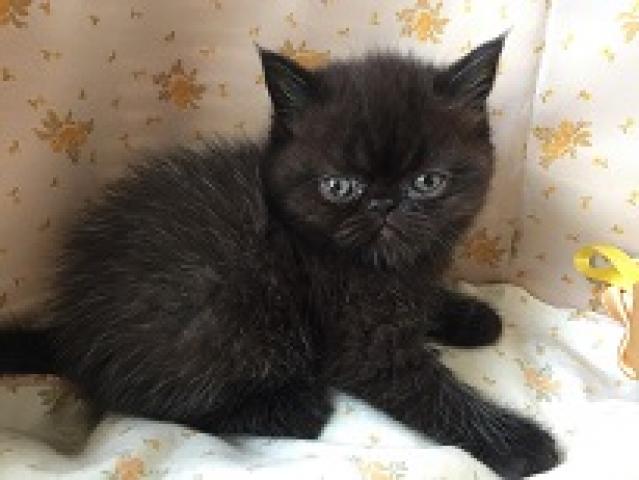 エキゾチックショートヘアー