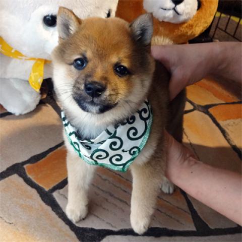 柴犬