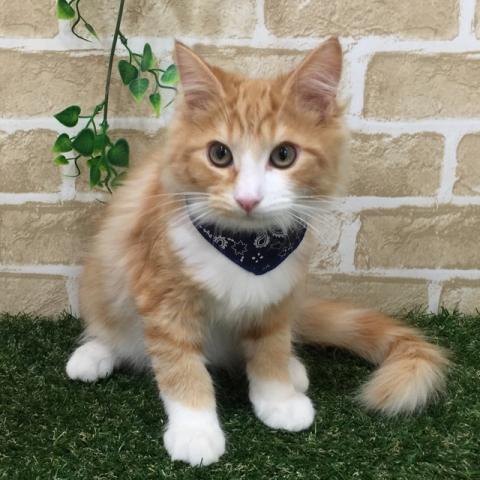 ノルウェージャンフォレストキャット