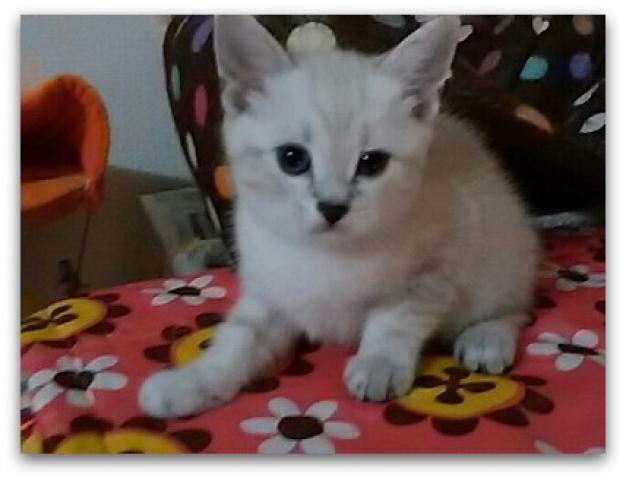 アメリカンショートヘアー