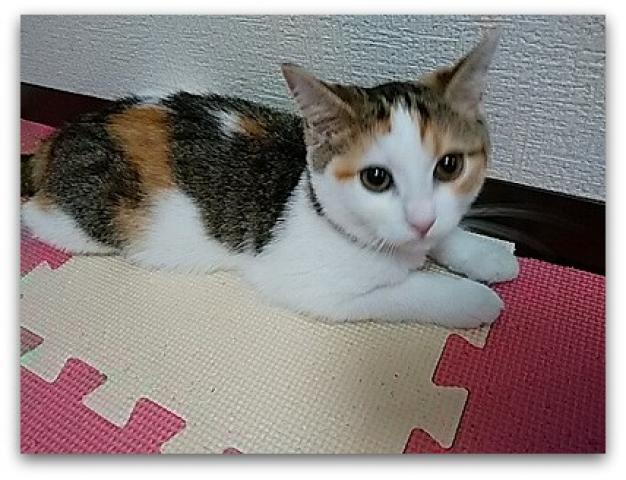 スコティッシュフォールド耳たち