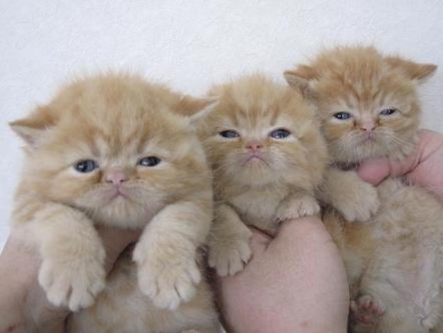 エキゾチックショートヘアー