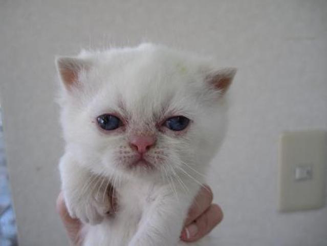 エキゾチックショートヘアー