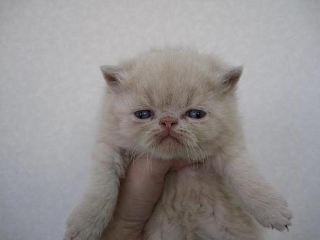 エキゾチックショートヘアー