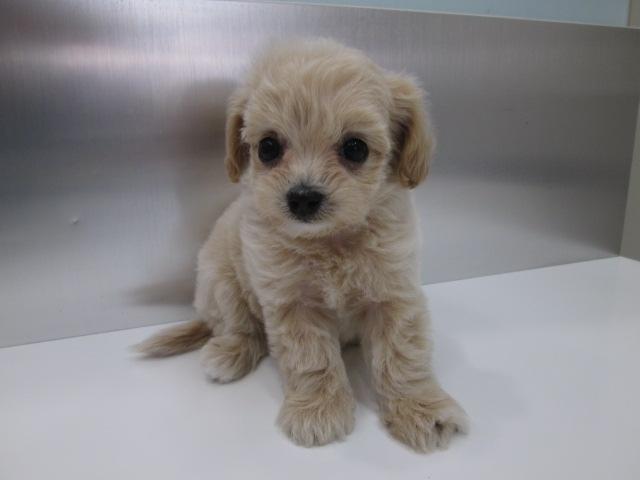 Mix 雑種 ティーカッププードル チワワ 子犬や子猫たちのペット販売情報が満載 ペットステーション Mix 雑種 ティーカッププードル チワワ 子犬や子猫たちのペット販売情報が満載 ペットステーション