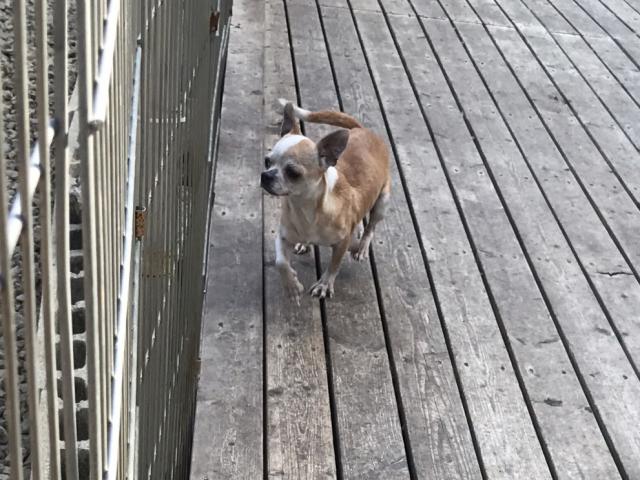 チワワ（スムースコート）